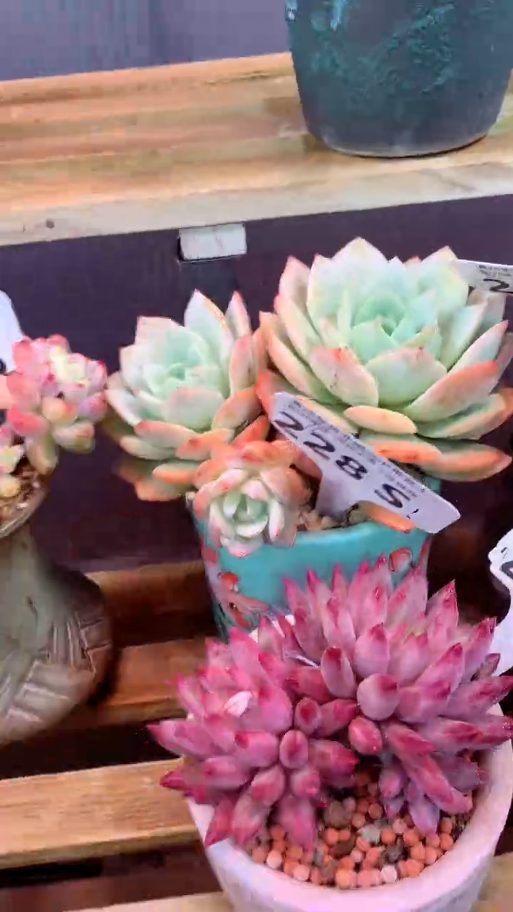 228S（一物一拍，精品多肉，所见即所得 ）