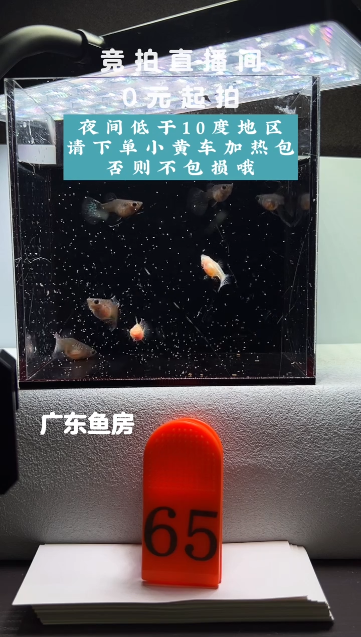 孔雀鱼玻璃猫母鱼7只编号65