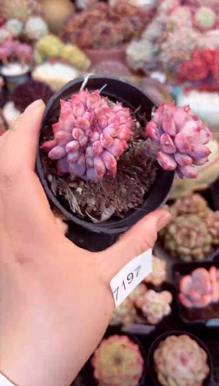 【闪购商品】7197粉珍妮缀化多肉