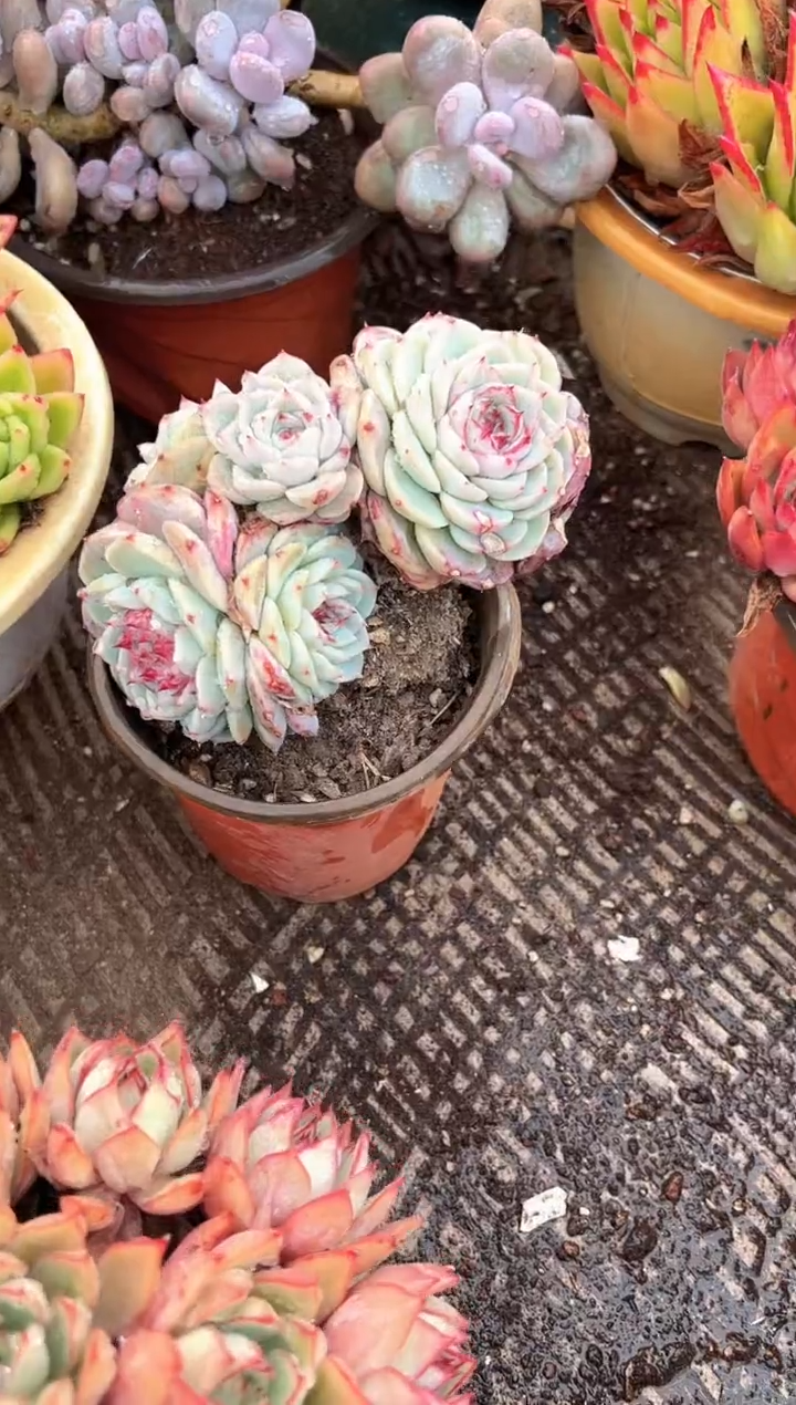 叮*多肉植物一物一拍25406