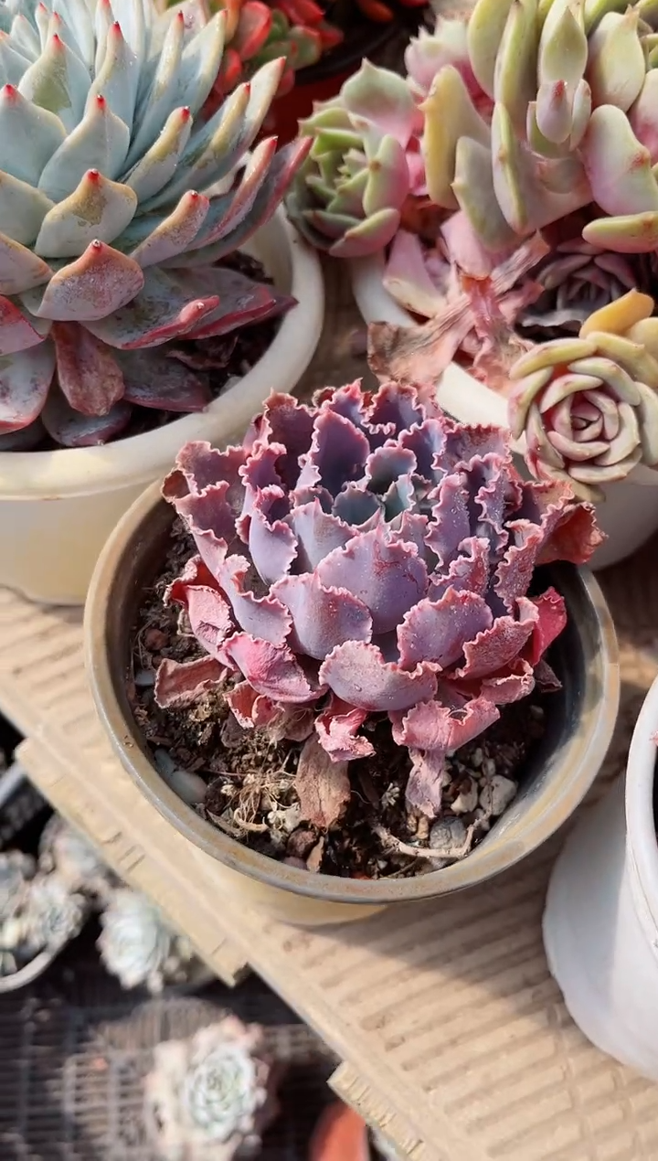 【闪购商品】06384