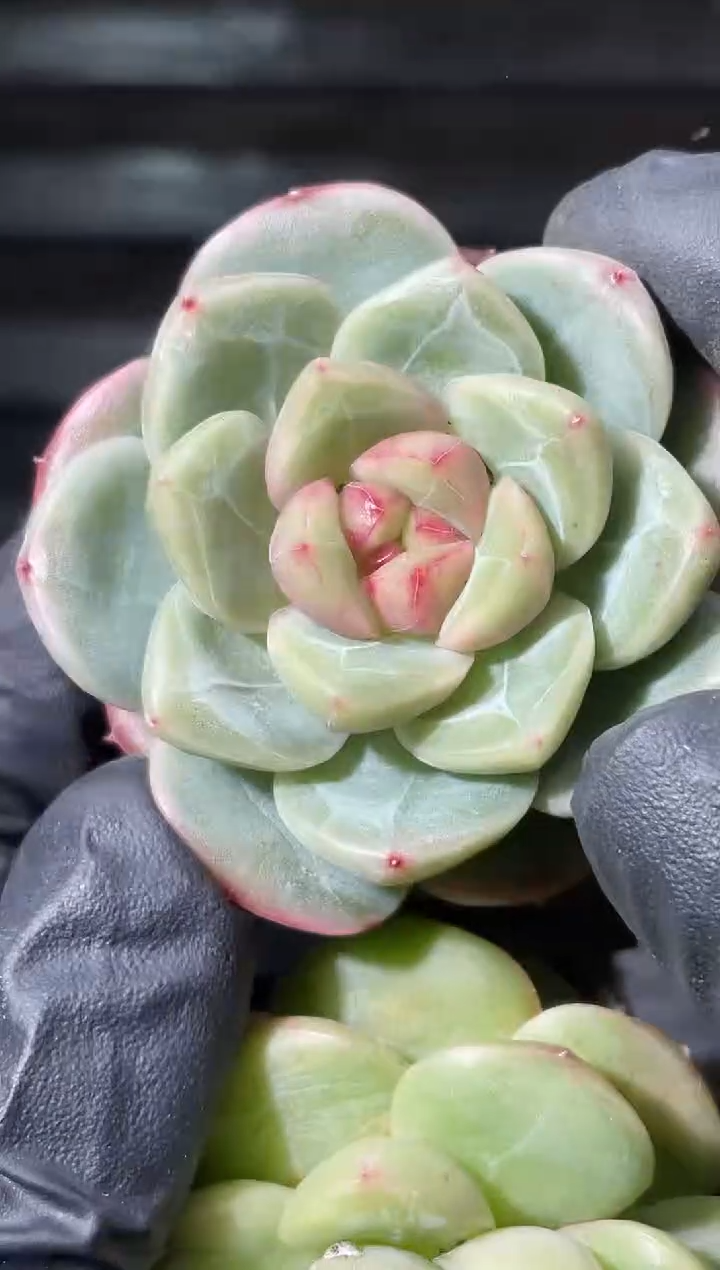 22-74 血色翡皇3-4厘米量拍发一颗