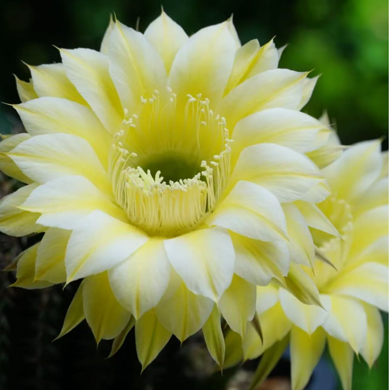 黄白丽花仙人球多肉植物
