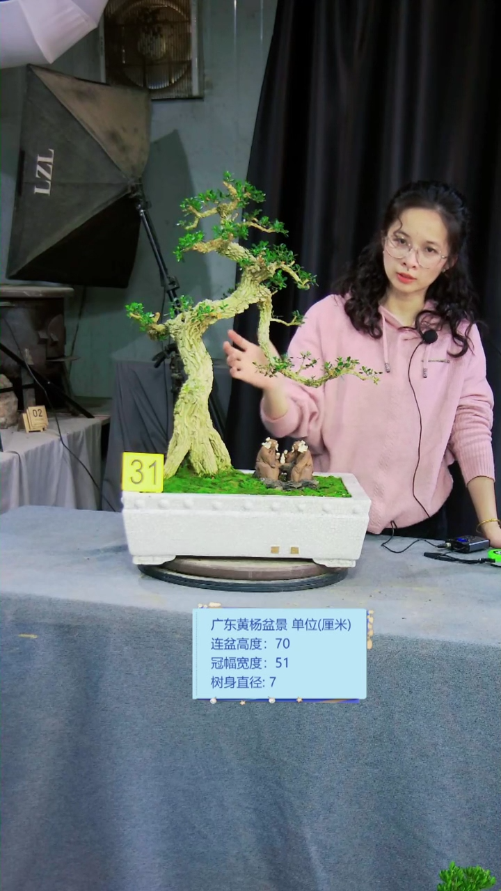 【闪购商品】雀舌黄杨盆景雀舌黄杨盆景