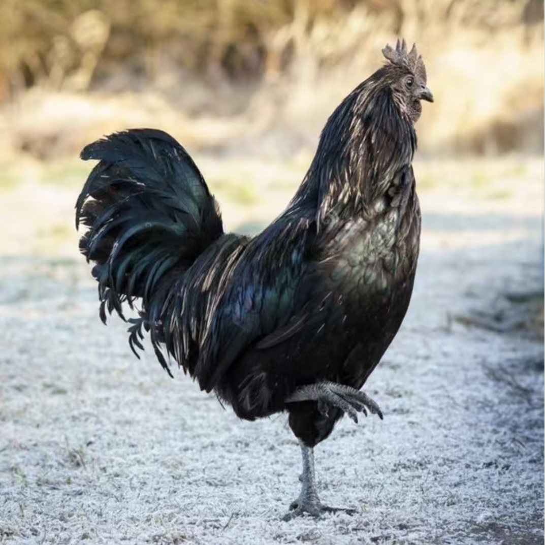 长尾五黑鸡宠物鸡12只（活的包邮）