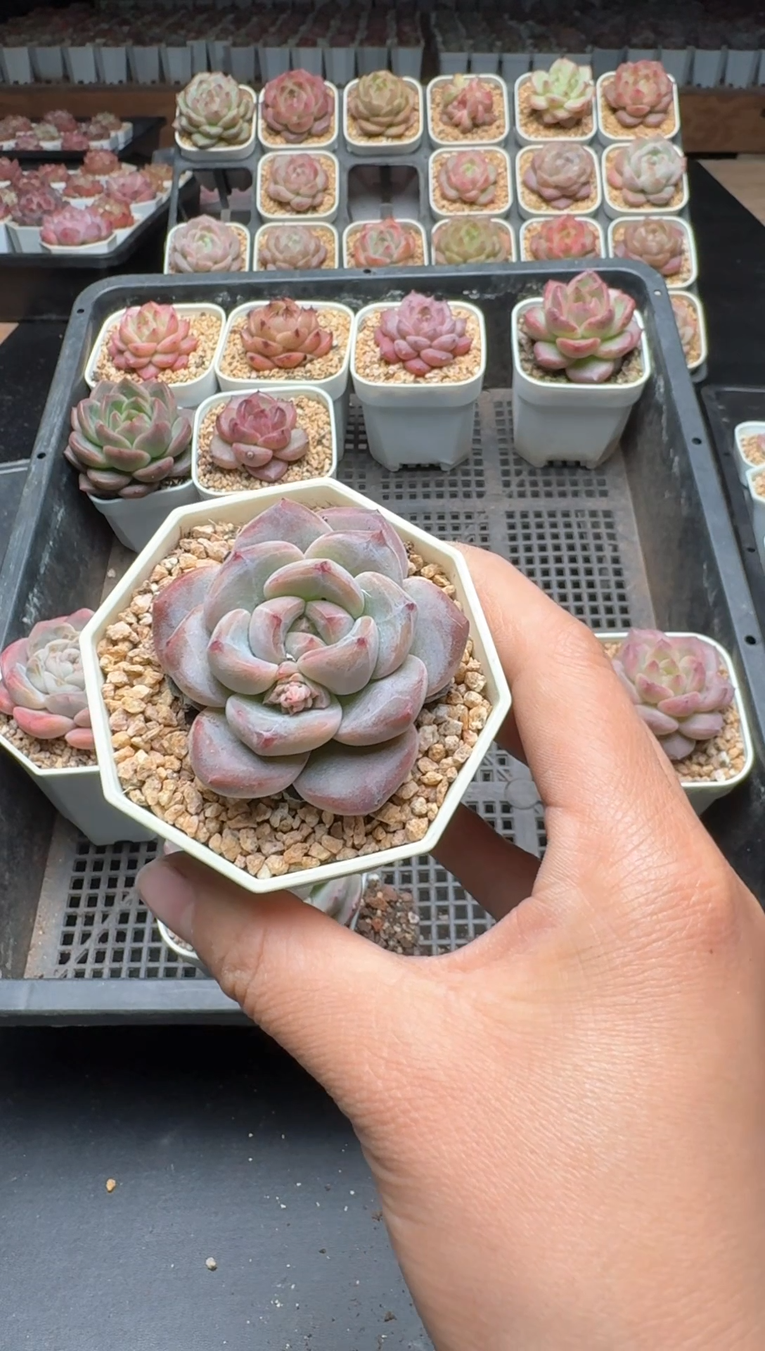 【闪购商品】351A号一物一拍多肉花卉植物拍3颗起发