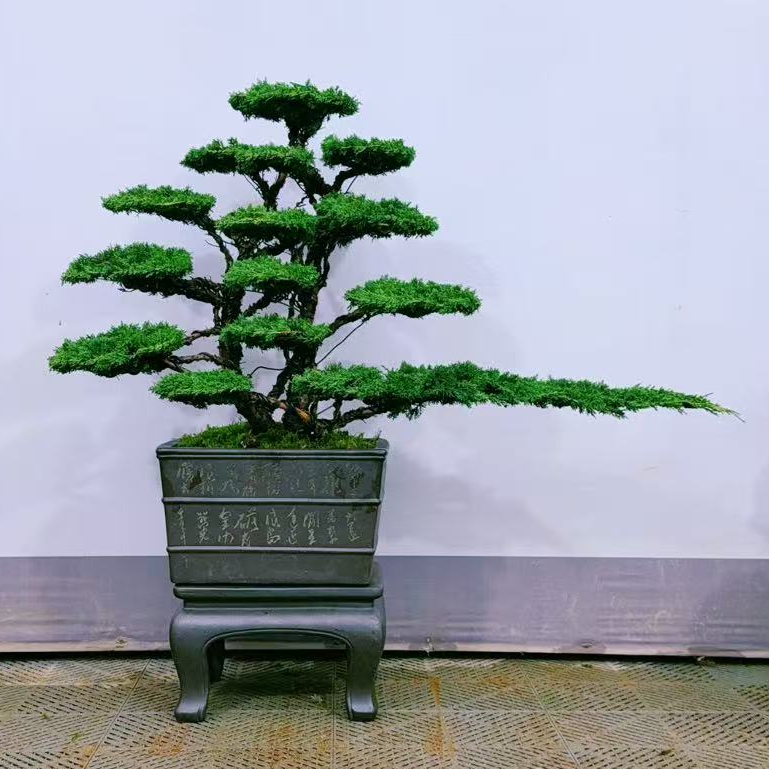 静寻盆景 原生老桩济州真柏 四季常青 庭院高端盆景 高110/宽120