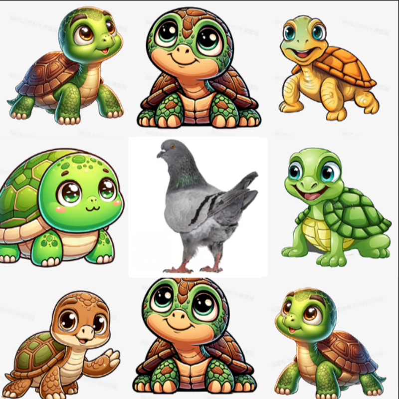 宠物龟  元宝龟  圆环龟 巴西龟 