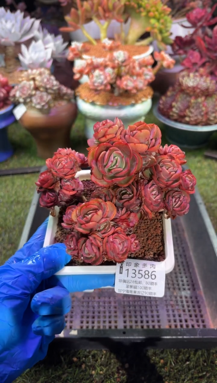 【闪购商品】13586