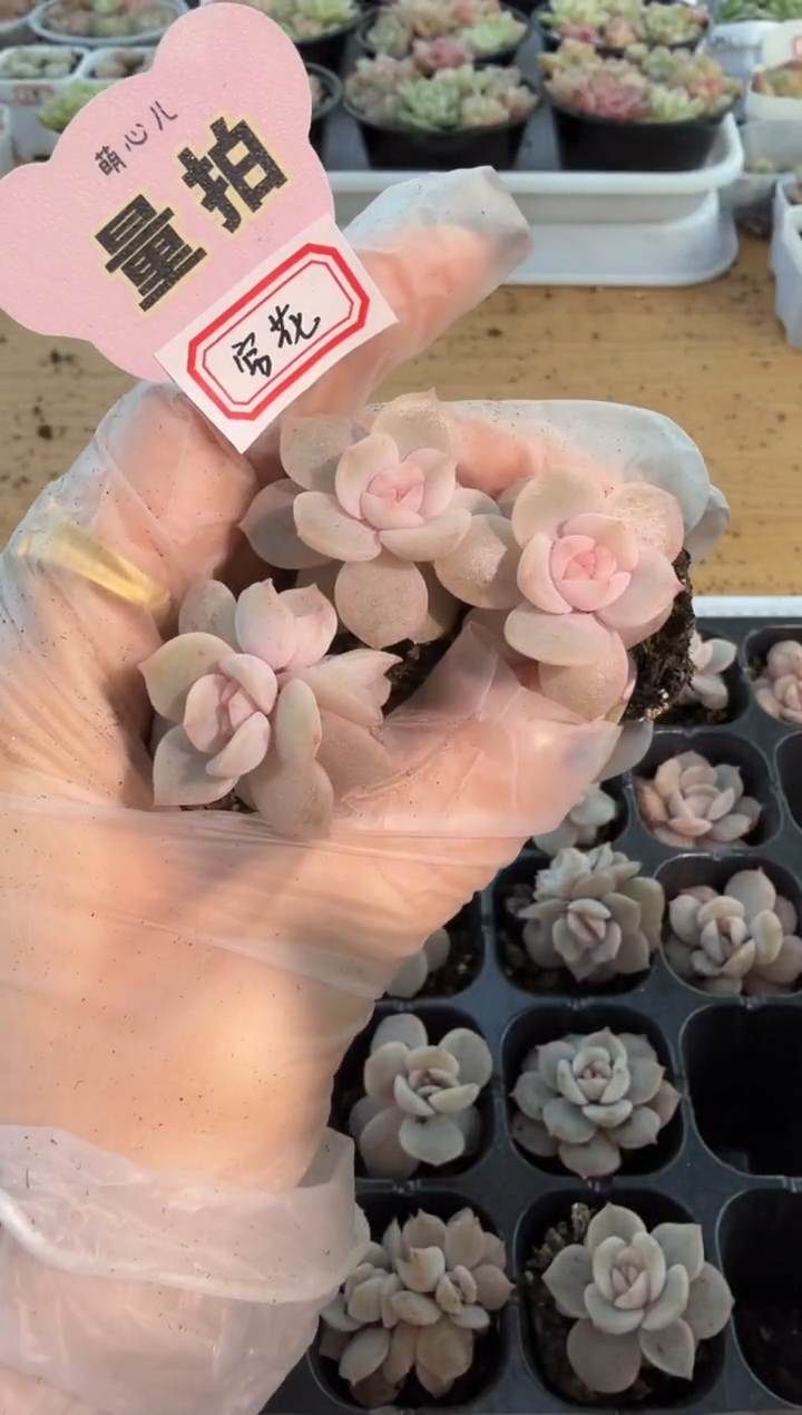 宫花单双混 3颗量拍混发 满9.9包邮