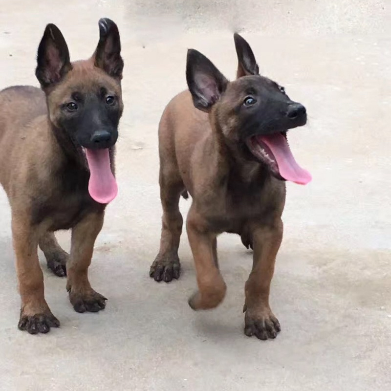 阜阳玲玲马犬中亚犬销售链接