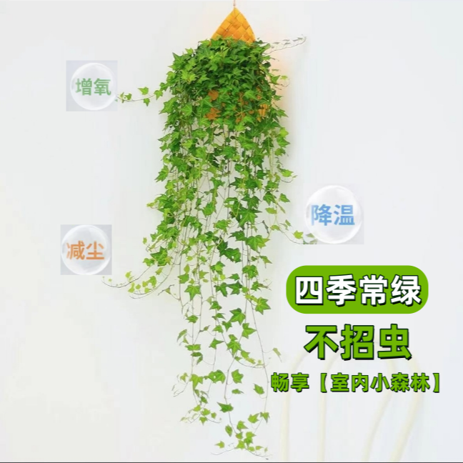 【自产自销】枫叶常春藤吊兰室内阳台好养懒人好养壁挂挂墙绿植盆栽