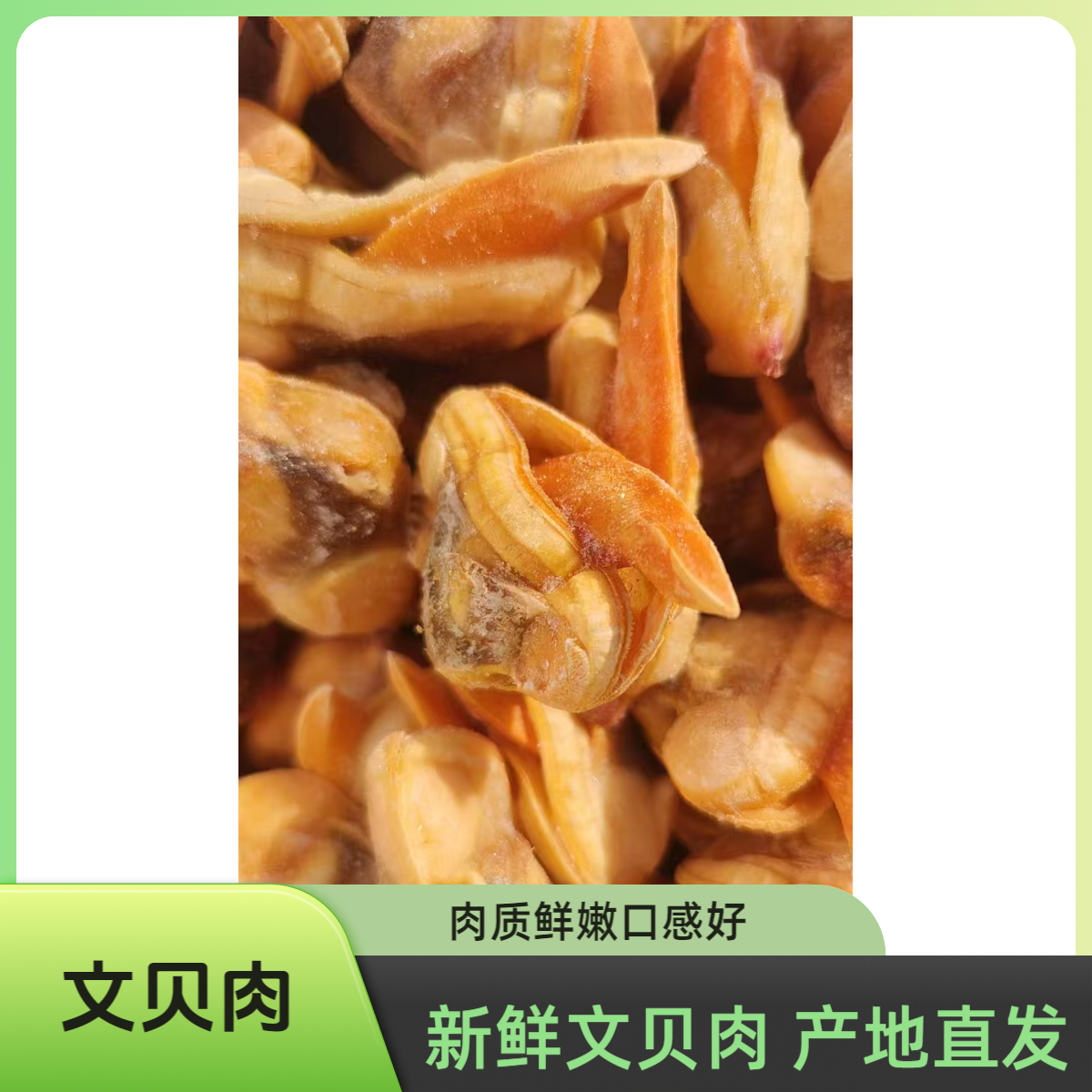 新鲜干冰颗粒文贝肉 丹东东港原产地直发 顺丰速运