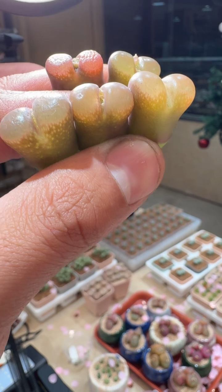 219多肉植物肉锥流沙一颗