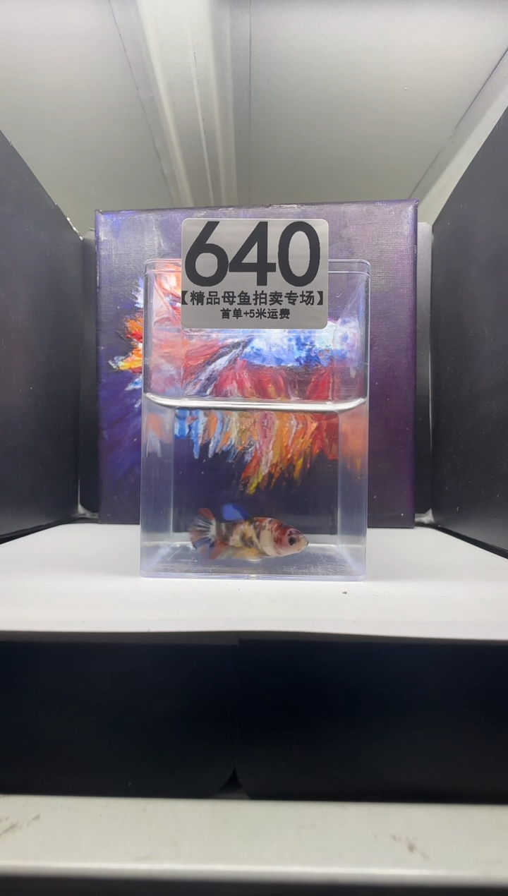 斗鱼母鱼编号：640