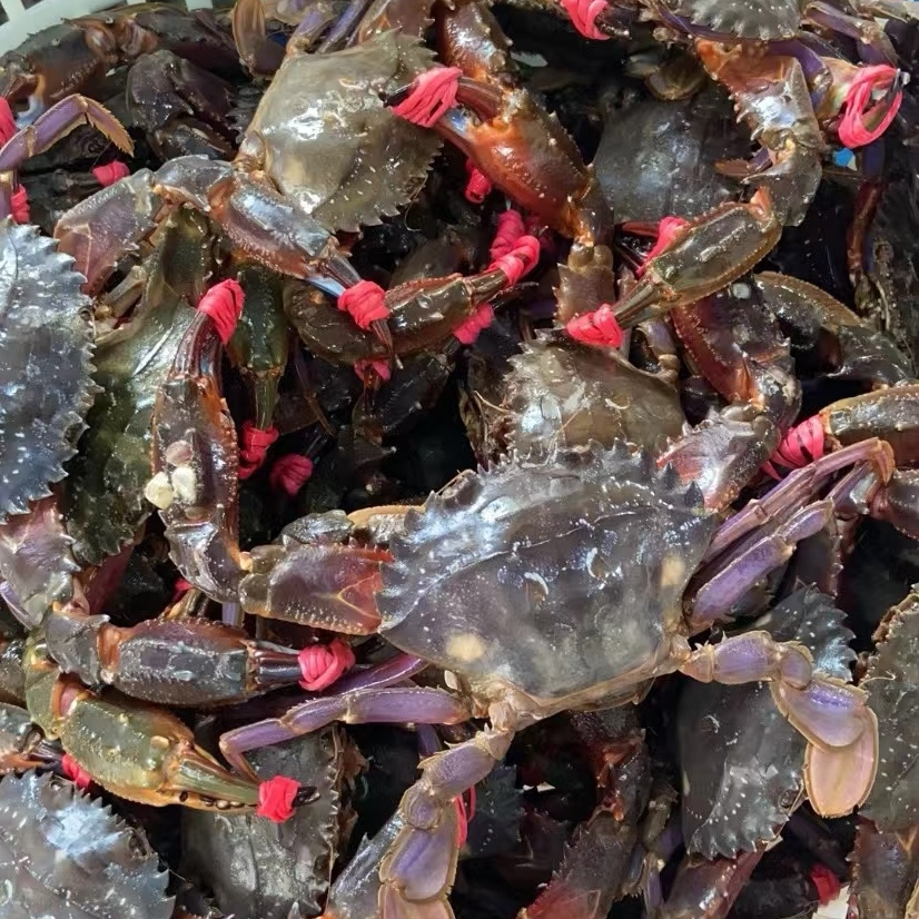 渤海湾赤甲红2-3只/斤【到货保鲜不保活】有断腿介意勿拍