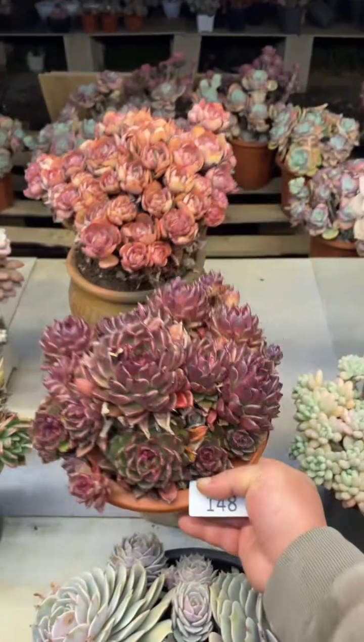 【闪购商品】148紫水晶