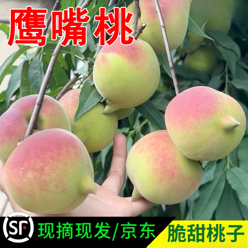 现摘现发高山应季脆桃水蜜桃孕妇水果脆甜头茬硬桃新鲜甜脆鹰嘴桃