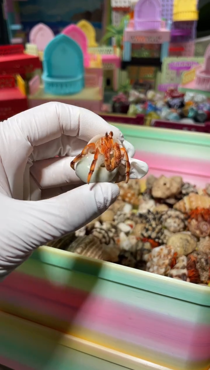 陌派帝国寄居蟹224黑莓