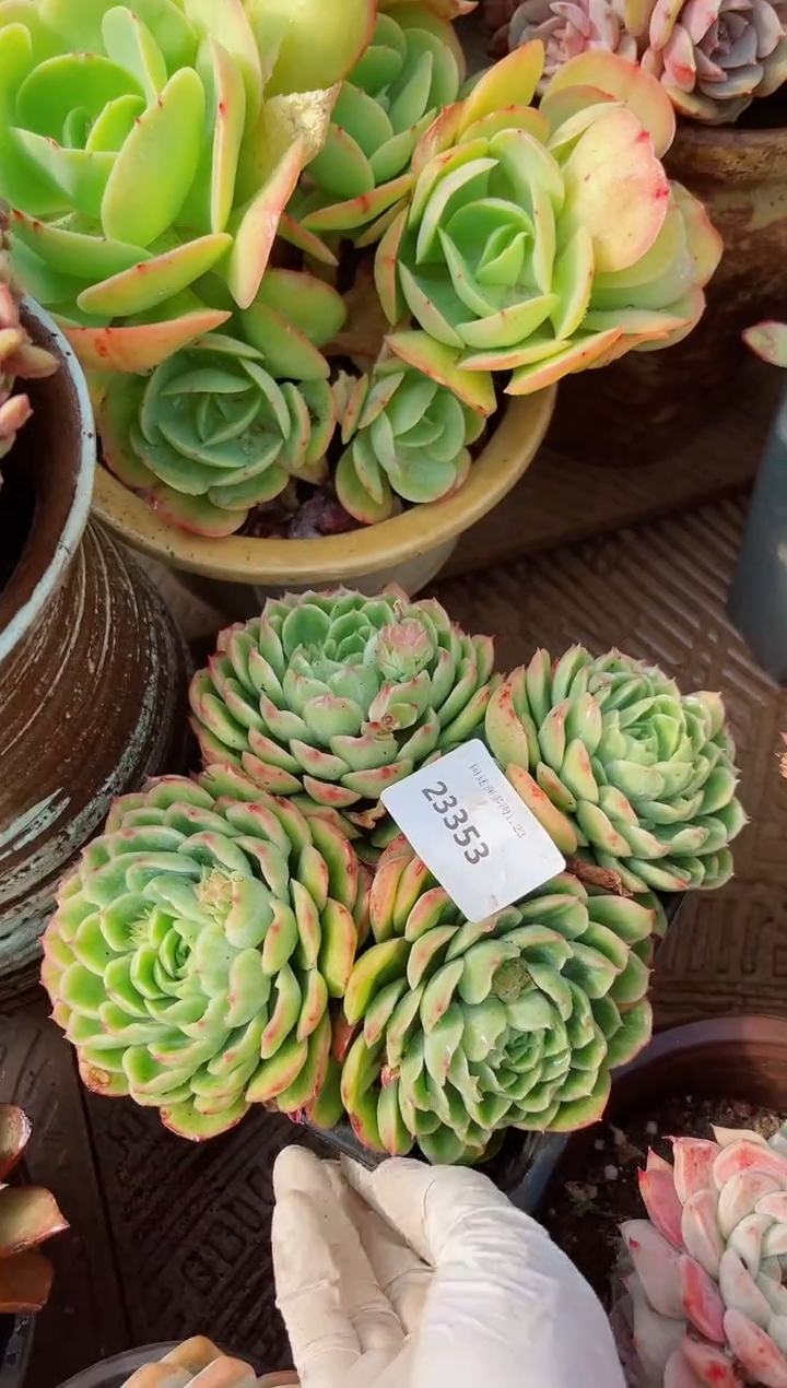 【闪购商品】23353