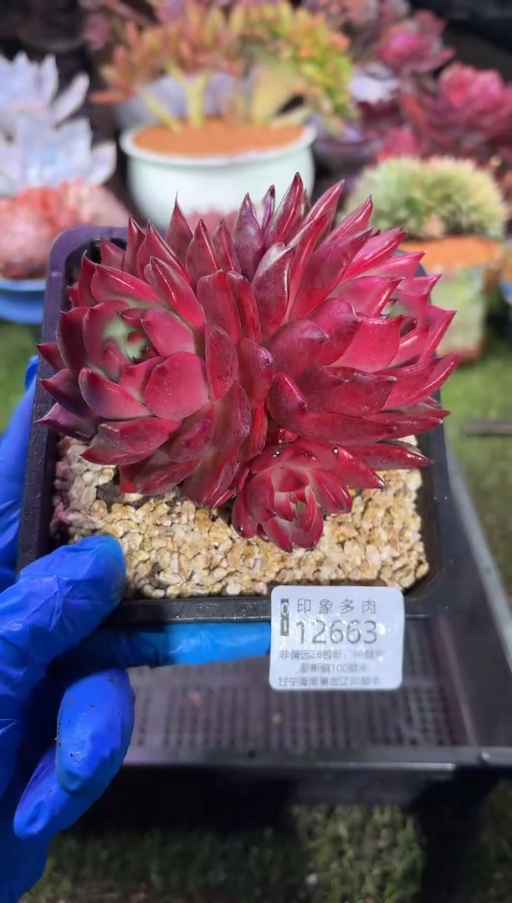 【闪购商品】12663