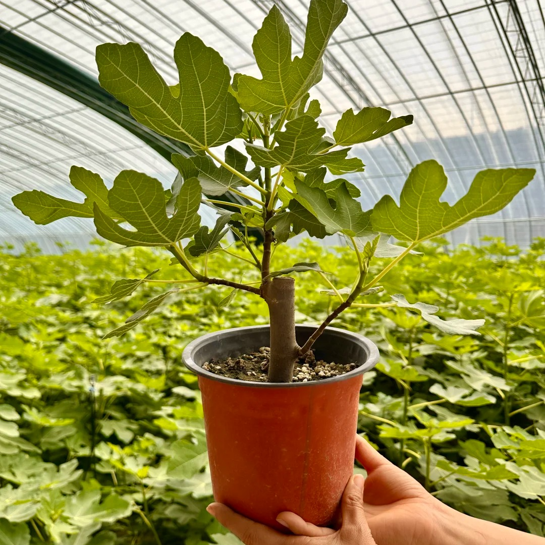 【带果发货】波姬红无花果盆栽观赏好养全国可种四季阳台果树苗FG