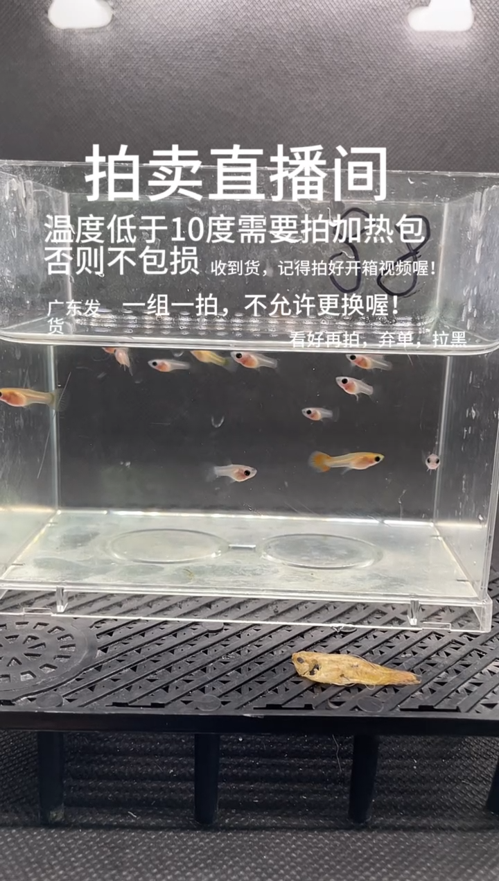 孔雀鱼苗子   十五条  编号  88