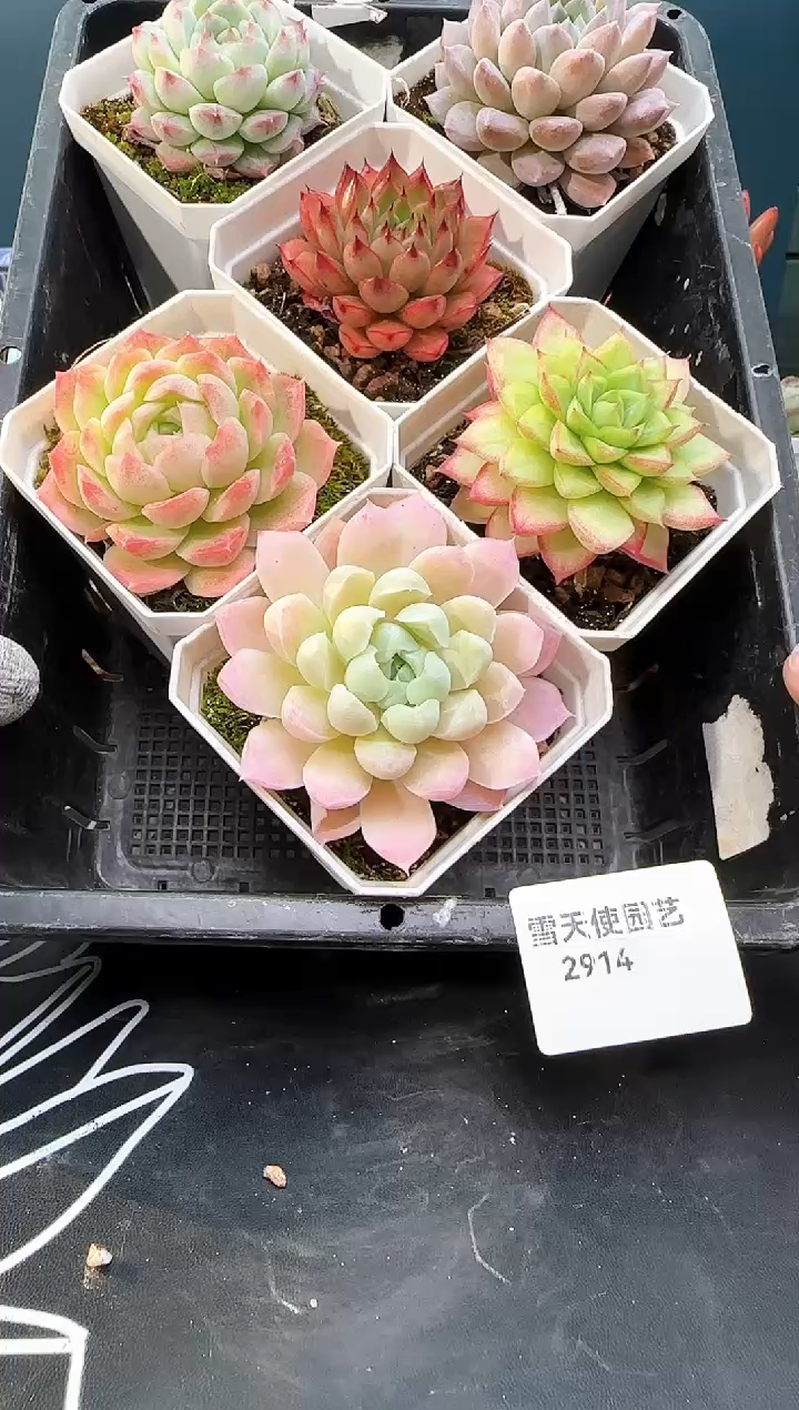 2 914  多肉 6  颗