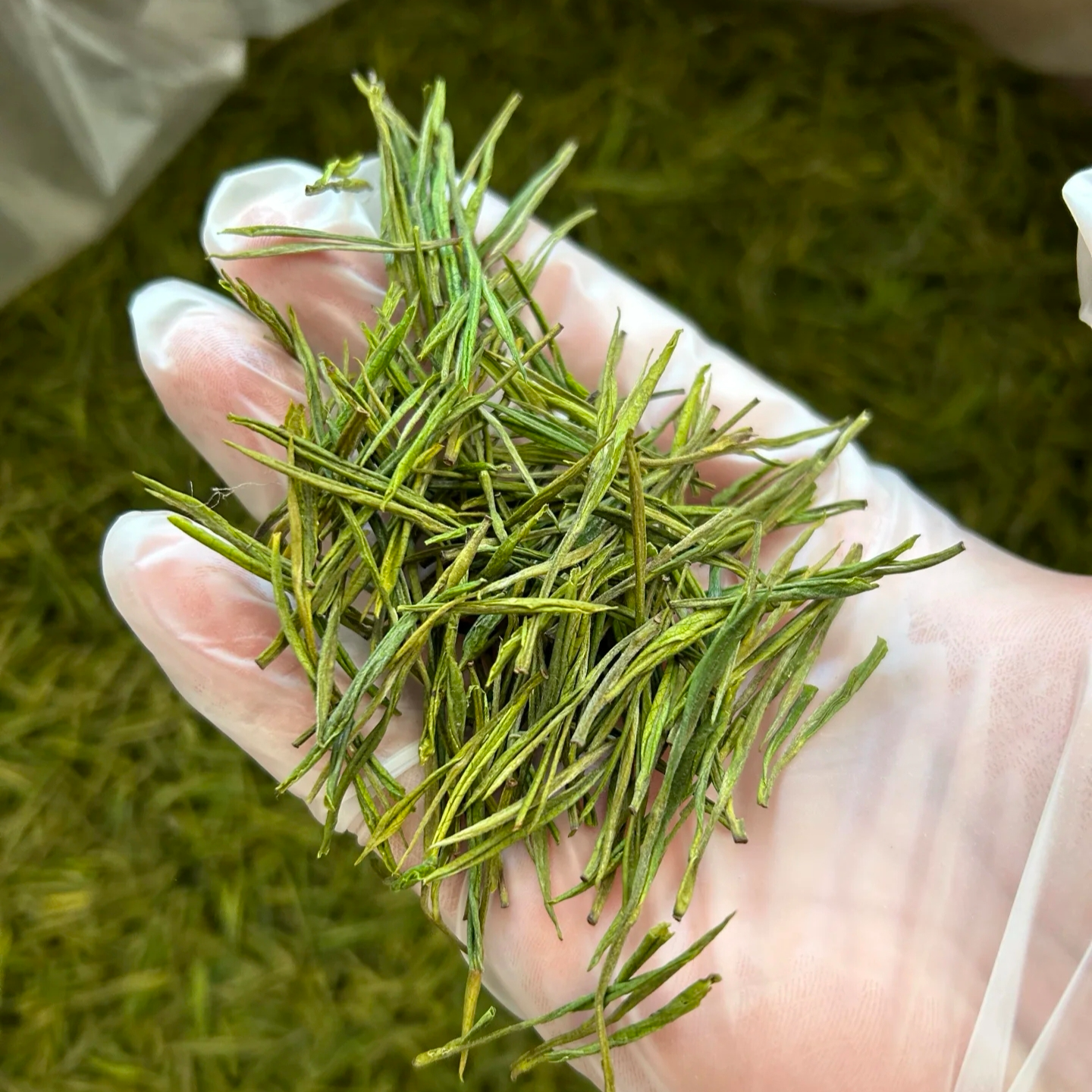 【临时链接】清仓浓香耐泡白叶一号口粮绿茶高山干净白茶半斤一斤