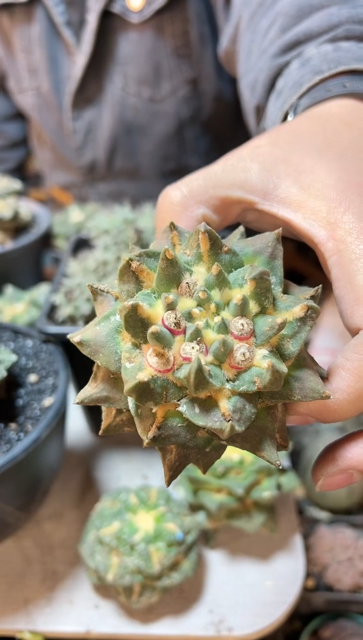 【闪购商品】47号带钩牡丹8.8公分无根