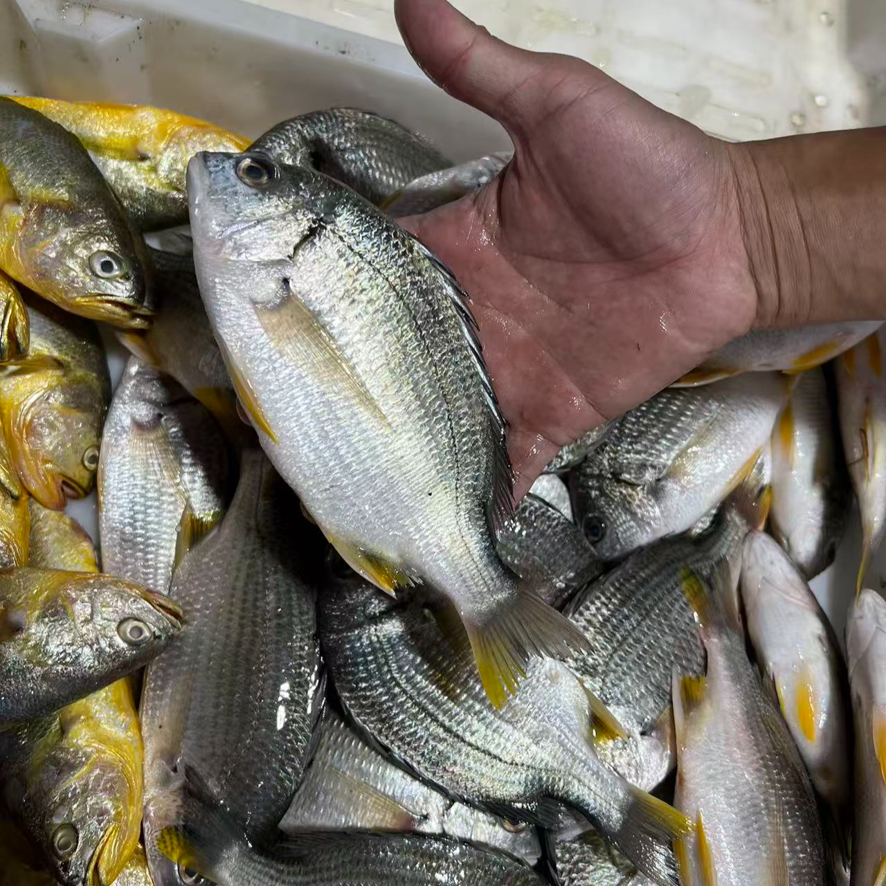 黄翅鱼福建 顺丰发货