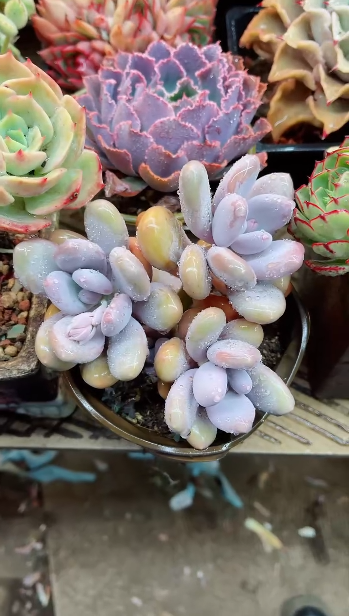 【闪购商品】07003