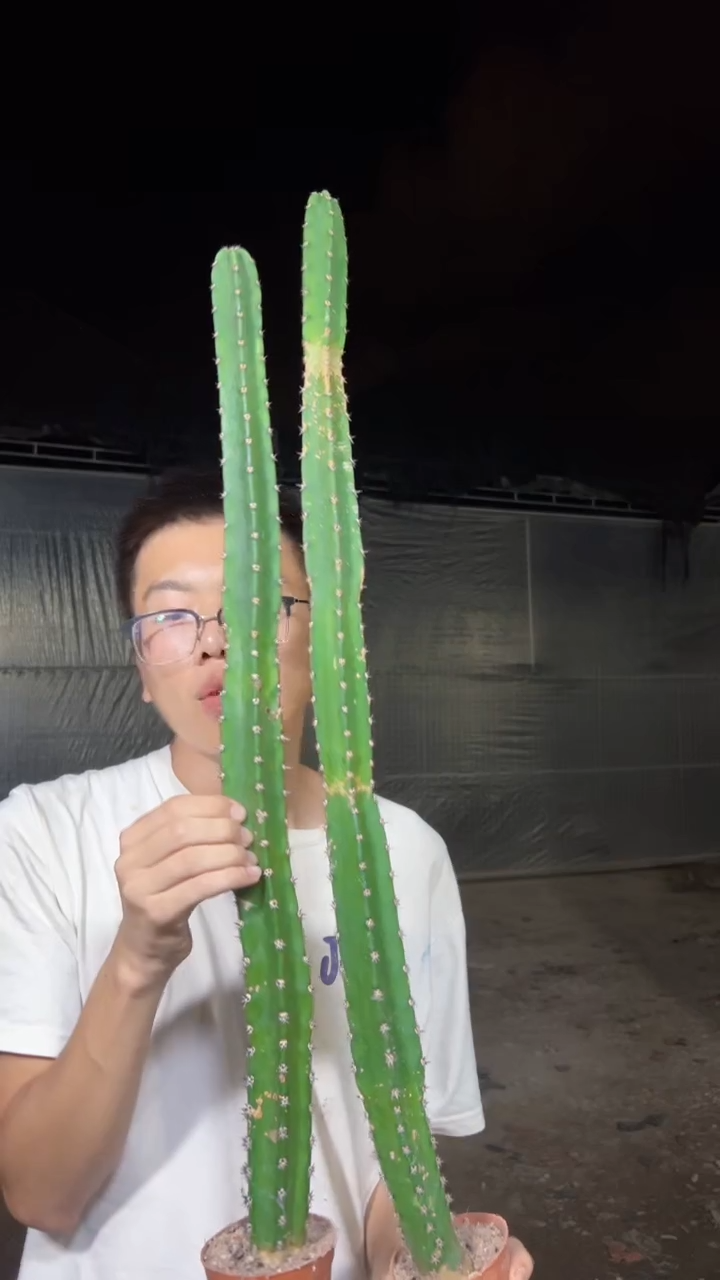 2颗【带根】秀普柱 高40-60cm