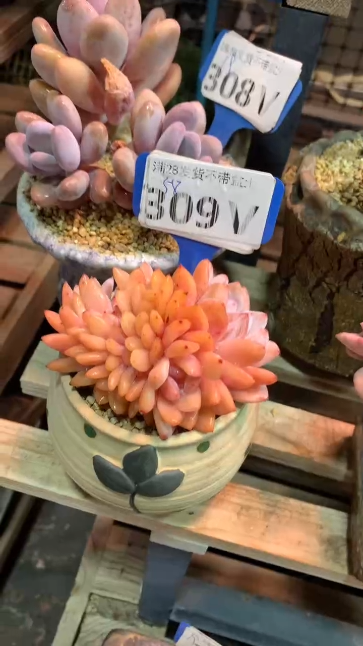 309VVV（满28发货）