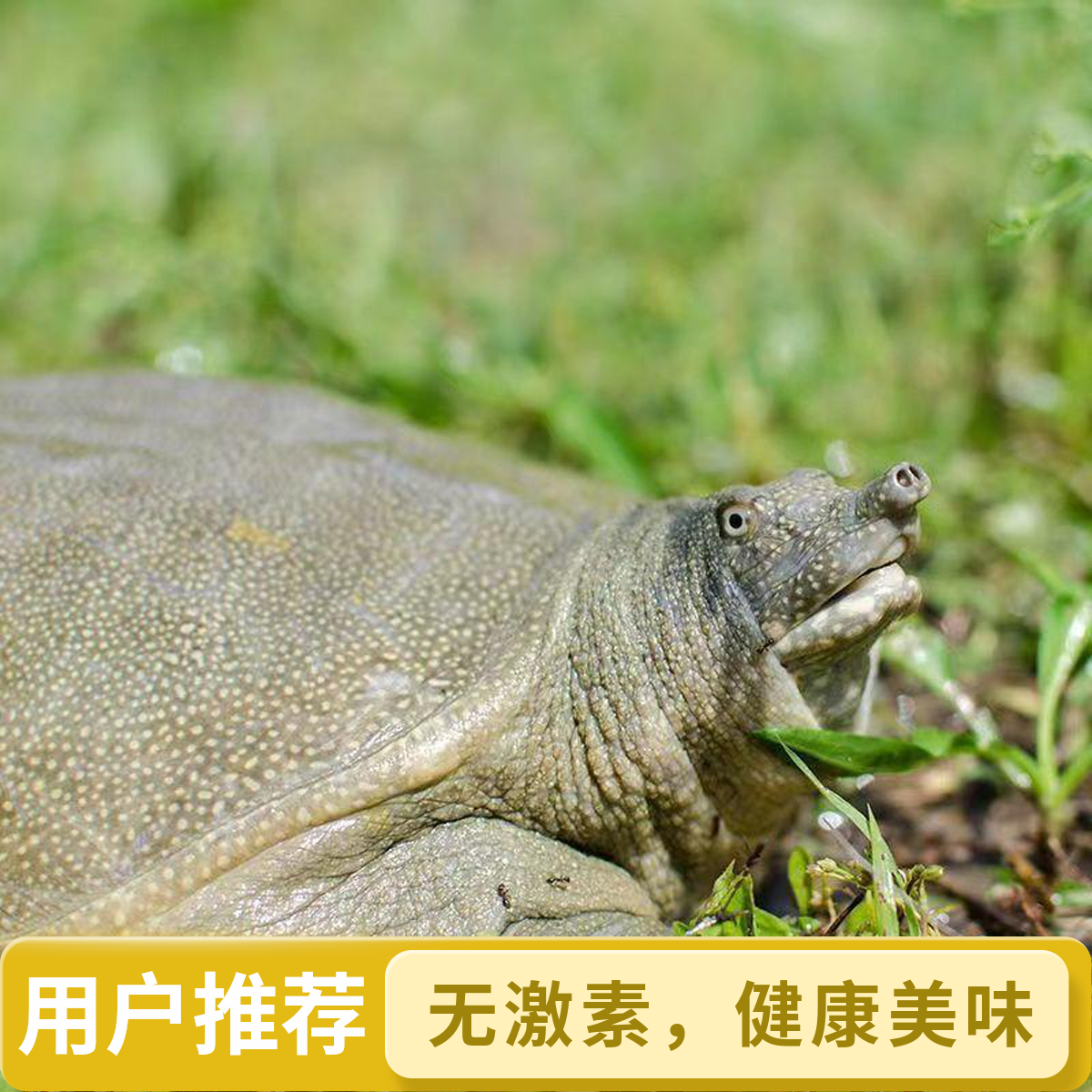 【2只装】鲜活食用大甲鱼到手6~7斤青黑花甲鱼活鲜甲鱼