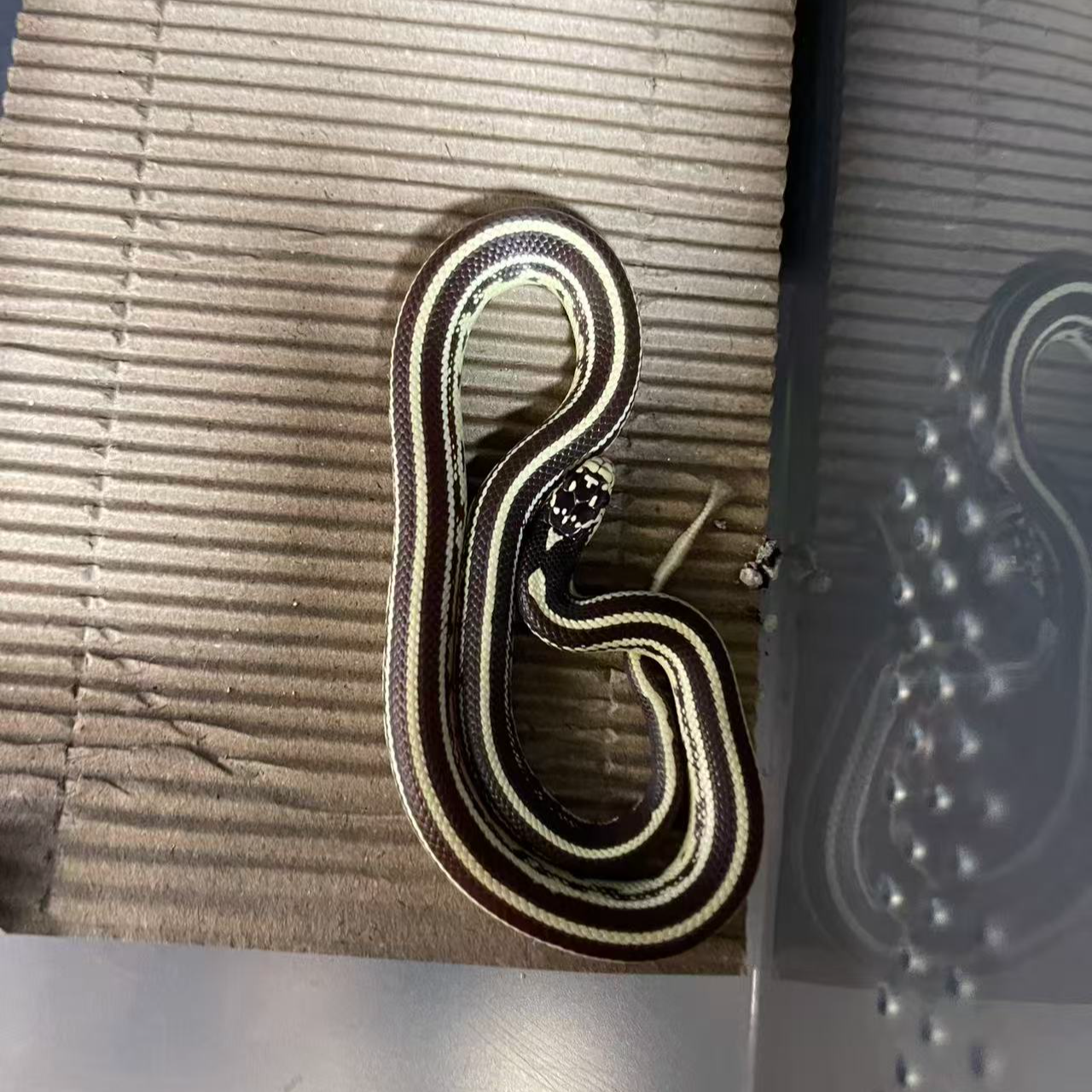 宠物蛇玩具蛇 加州王sd王蛇