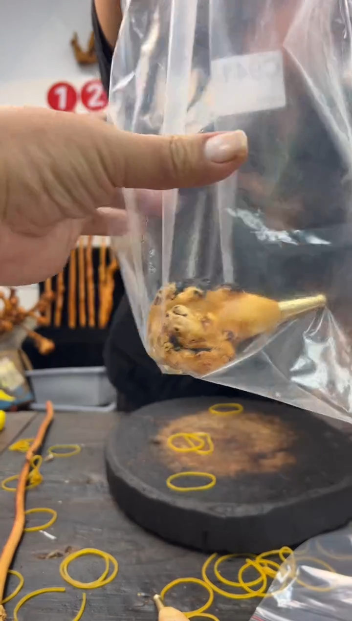 黑果木其他黑果木044