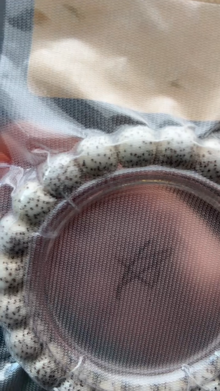 手串星月菩提N**aNina专拍星月手串