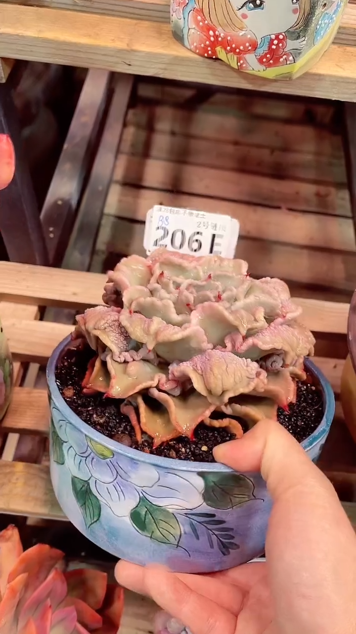 【闪购商品】206EEE