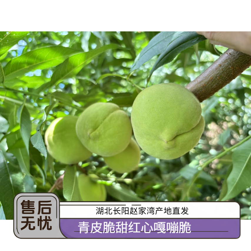 湖北长阳正宗赵家湾脆蜜桃自然生长新鲜现摘