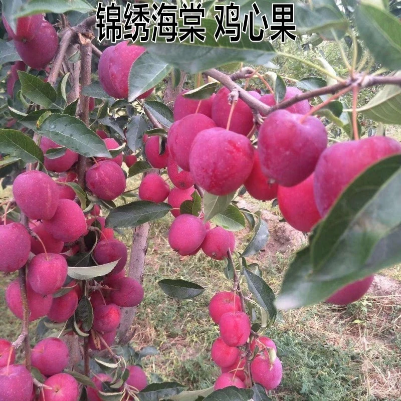 新品种沙果鸡心果树苗盆地栽锦绣海棠小苹果苗嫁接苗南方北方种植