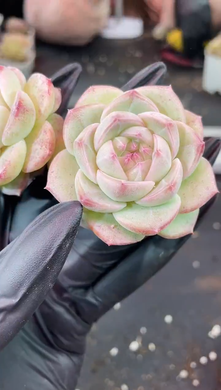 闪购1488  新品多肉一颗  4-4.5厘米