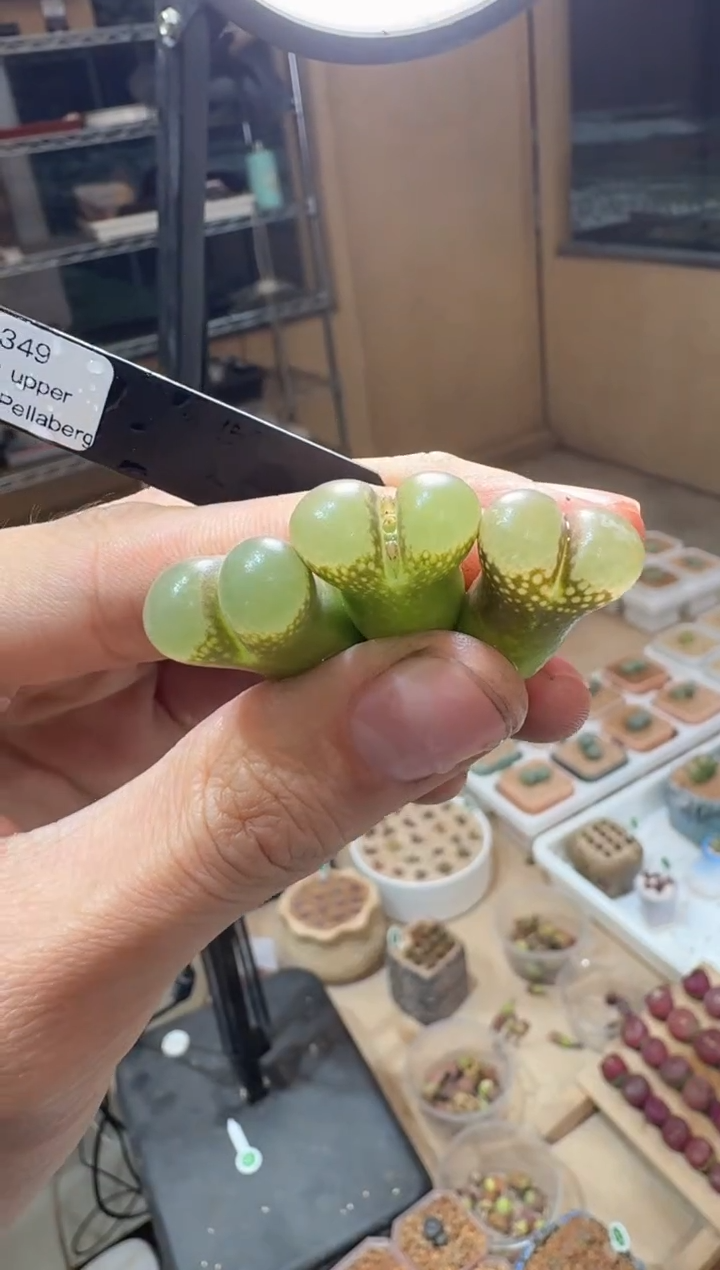 130多肉植物肉锥B23一颗