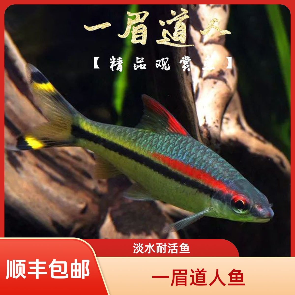 一眉道人观赏鱼群游鱼追赶热带淡水耐活低氧草缸鱼