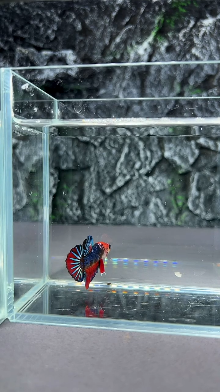 斗鱼竞拍链接A054