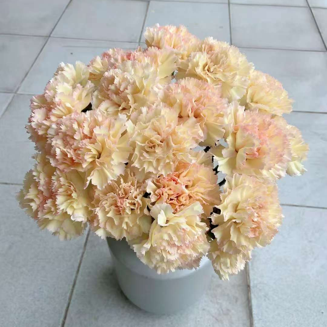 康乃馨单头鲜花长花期送礼佳品母亲节插花