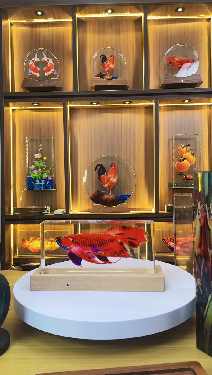 有机玻璃这**好尺寸24*11*5至尊红龙鱼+底座