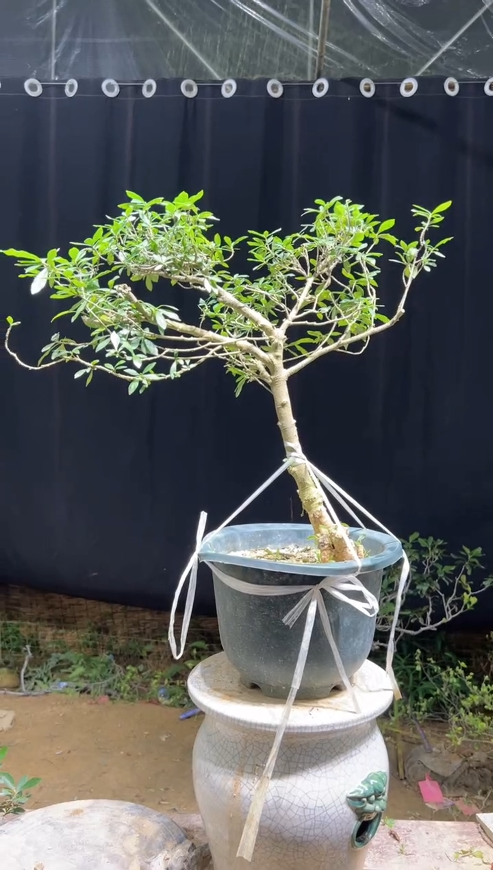 当前无花栽培后可以开花后**期海岛栀子花