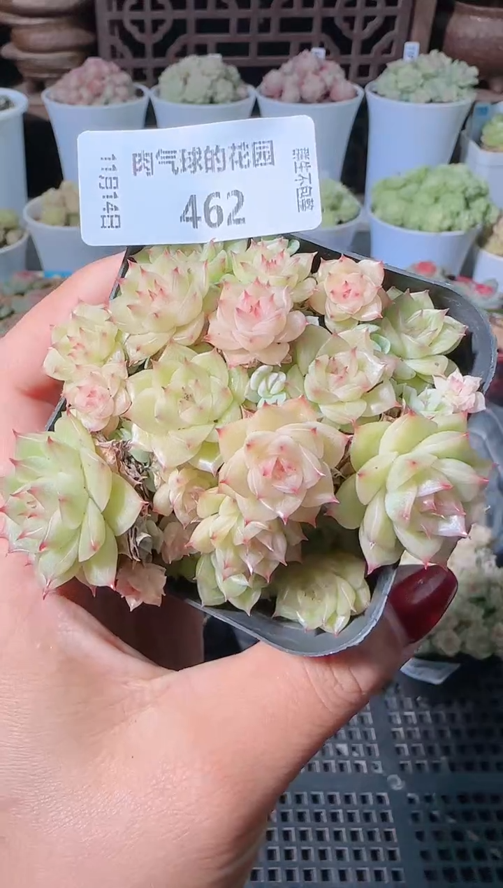 1114-462群生不包整