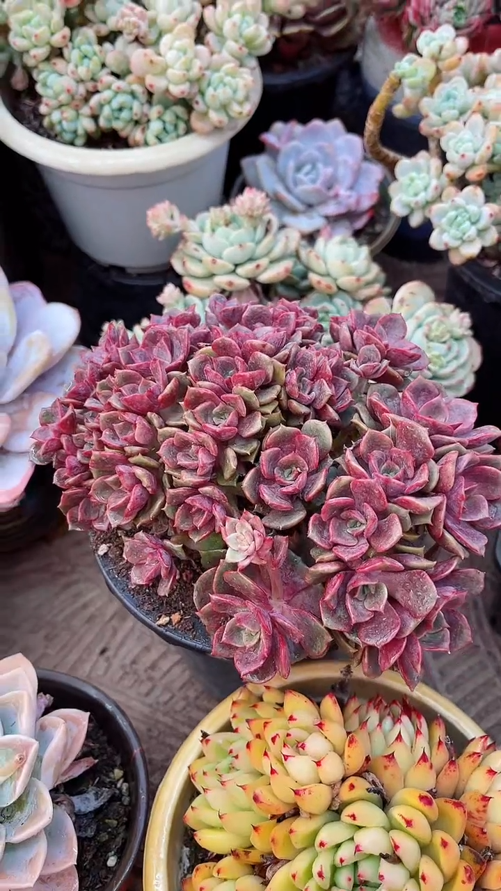 【闪购商品】13127